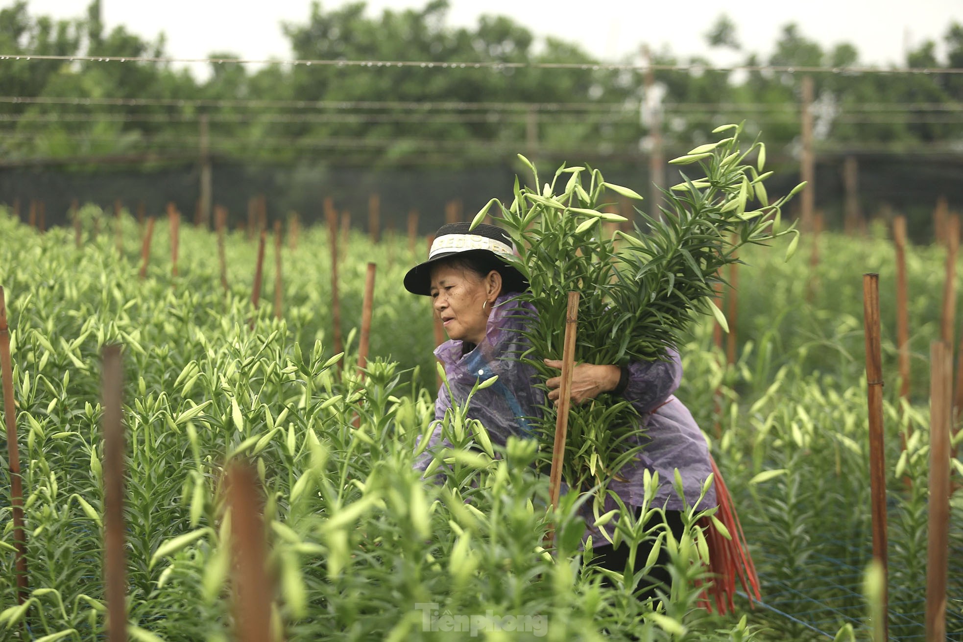 Người dân thu hàng trăm triệu đồng ở thủ phủ hoa loa kèn-6