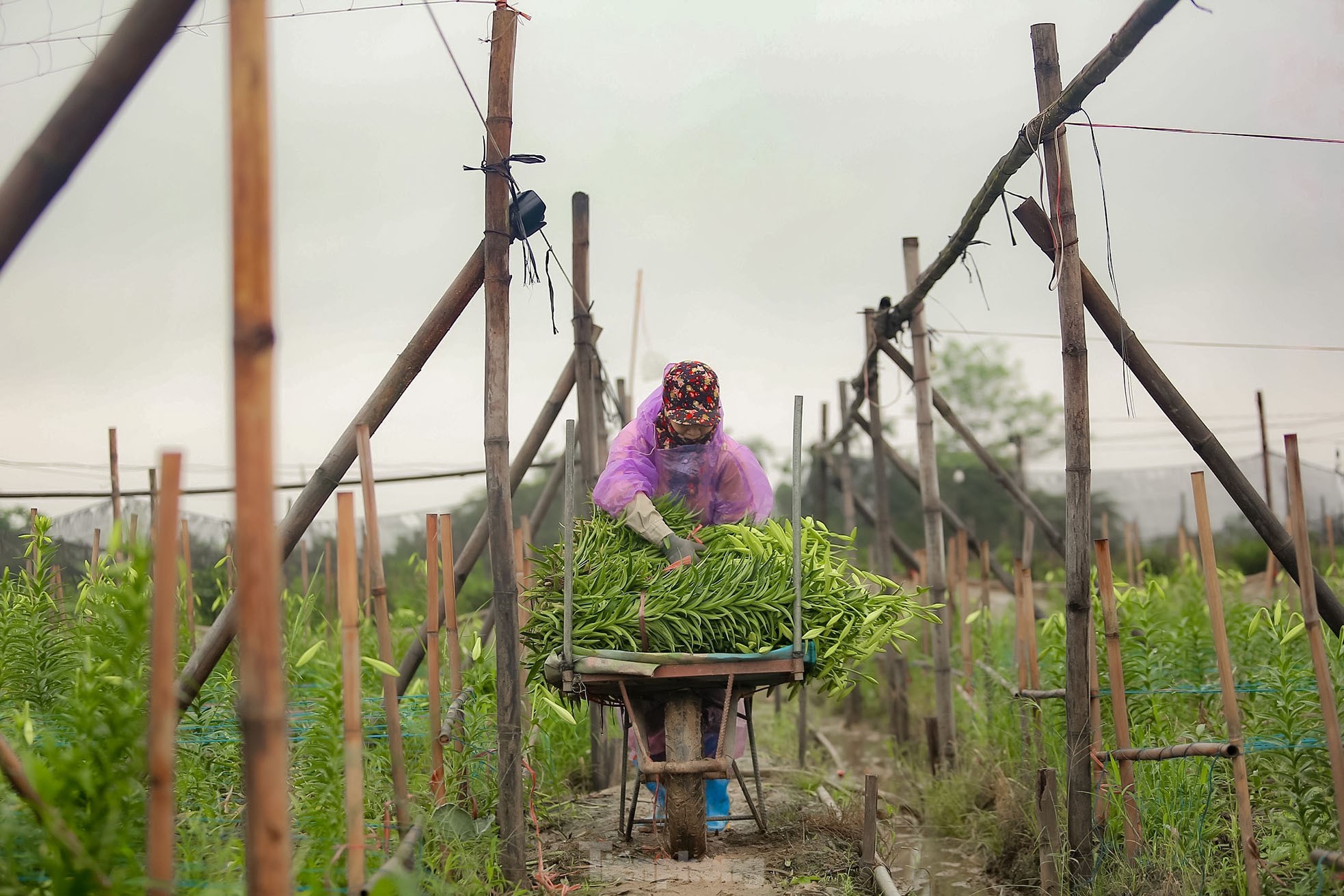 Người dân thu hàng trăm triệu đồng ở thủ phủ hoa loa kèn-8