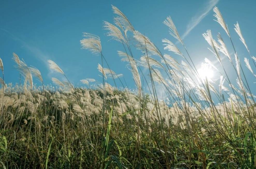 5 đồng cỏ lau Hà Nội hấp dẫn giới trẻ-1