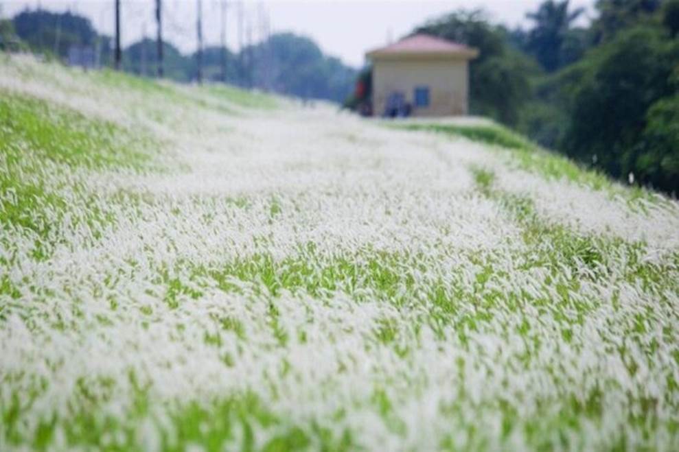 5 đồng cỏ lau Hà Nội hấp dẫn giới trẻ-4