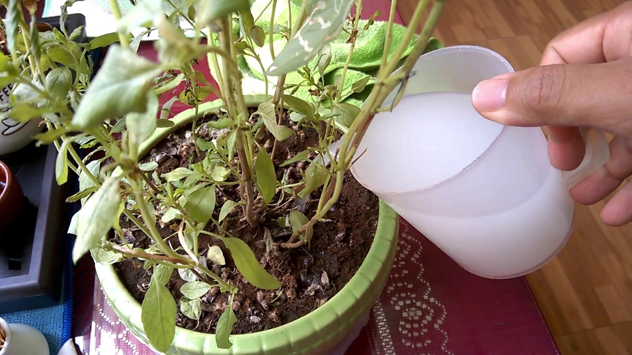 3 thứ bỏ đi trong nhà để vào chậu cây sẽ giúp ra rễ khỏe, đầy đủ chất dinh dưỡng-1
