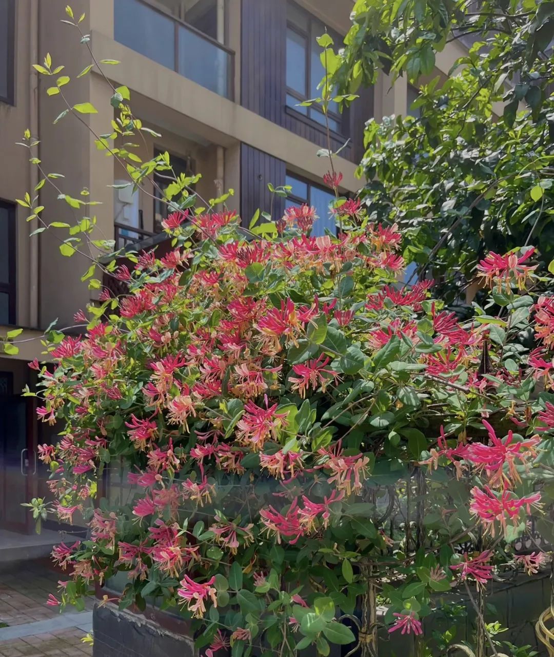 Người xưa dặn: Ban công có 4 loại cây cảnh, gia đình nghèo khó, tài lộc tránh xa-2