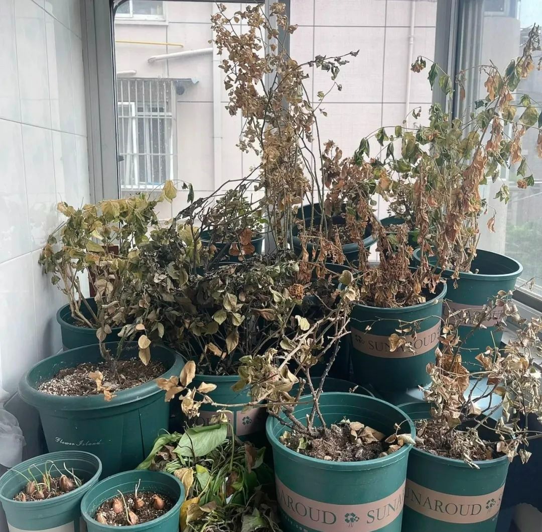 Người xưa dặn: Ban công có 4 loại cây cảnh, gia đình nghèo khó, tài lộc tránh xa-3