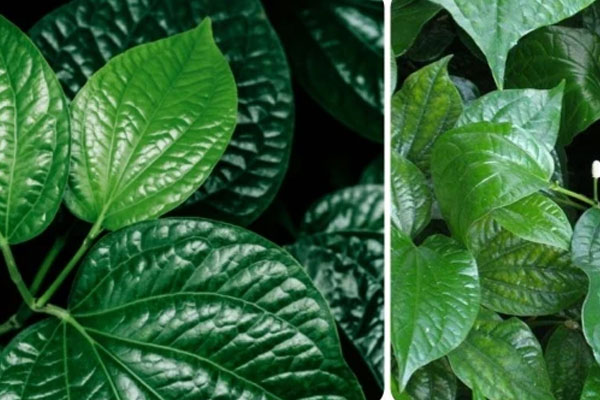 Lá lốt nấu nước uống trị bệnh gì?-1