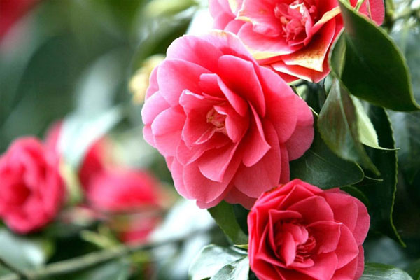 Tử vi tuần mới 17/4 - 23/4/2023: Tuổi Ngọ hung nhiều cát ít, tuổi Hợi tin vui kéo đến-4