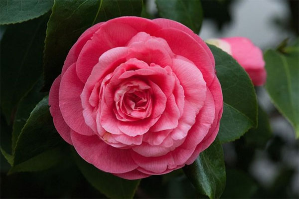 Người sinh vào 3 tháng Âm lịch này dũng cảm lại quyết đoán, chẳng sợ thất bại, tương lai phát tài-3