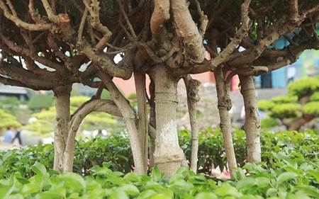 Cây sanh dáng chùa một cột có gì độc lạ mà 4 tỷ đồng chủ vẫn chưa bán?-2