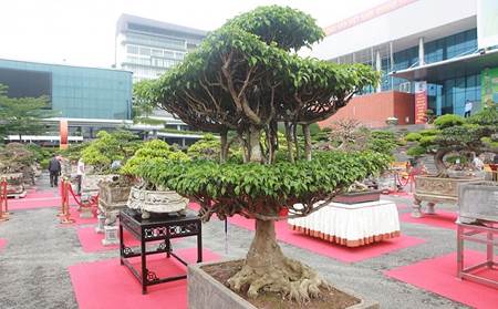 Cây sanh dáng chùa một cột có gì độc lạ mà 4 tỷ đồng chủ vẫn chưa bán?-3