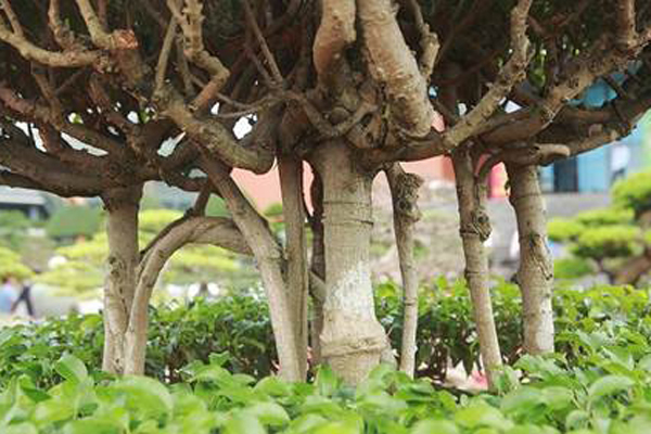 Choáng váng với cây sanh cảnh được định giá 28 tỷ đồng-5