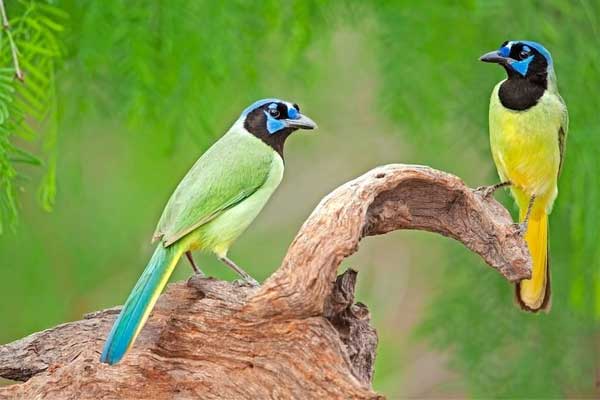 Cuối tháng 4, 4 con giáp bội thu may mắn, không còn lo lắng về tiền bạc, không còn rơi nước mắt vì tình yêu-1