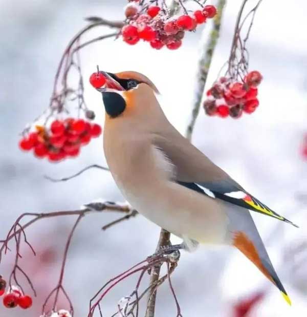 Cuối tháng 4, 4 con giáp bội thu may mắn, không còn lo lắng về tiền bạc, không còn rơi nước mắt vì tình yêu-2