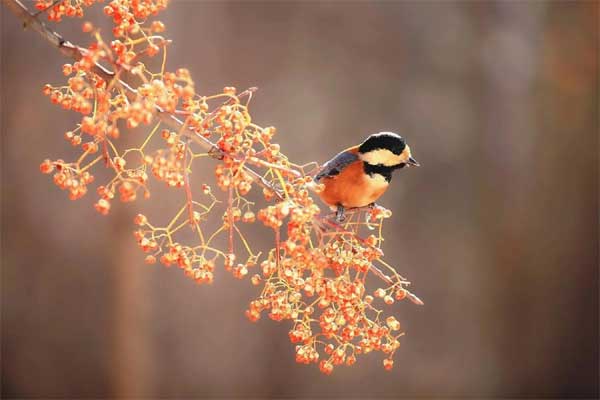 Cuối tháng 4, 4 con giáp bội thu may mắn, không còn lo lắng về tiền bạc, không còn rơi nước mắt vì tình yêu-3