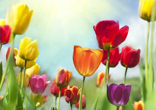 Tử vi ngày 18/4/2023: Tuổi Dần vô cùng suôn sẻ, tuổi Mùi khởi sắc đáng mừng-2