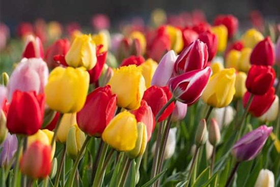 Tử vi ngày 18/4/2023: Tuổi Dần vô cùng suôn sẻ, tuổi Mùi khởi sắc đáng mừng