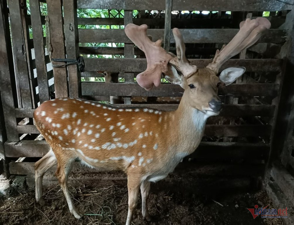 Con hươu vàng nửa tỷ ở Hà Tĩnh kiếm vài trăm triệu cho chủ mỗi năm-1