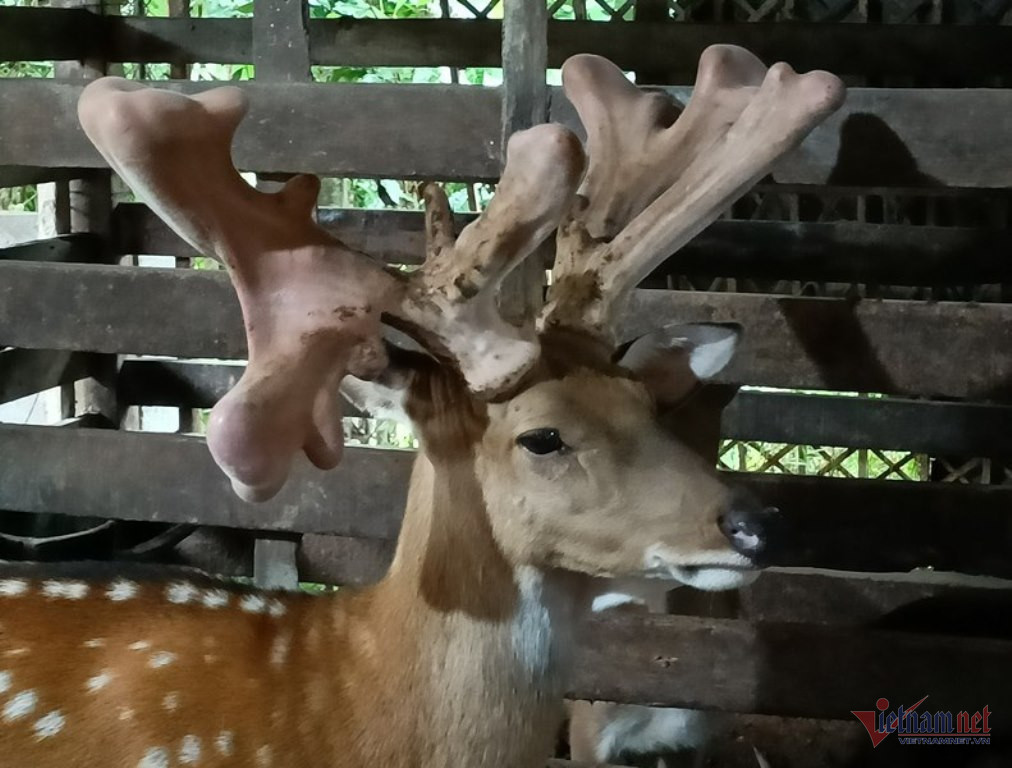Con hươu vàng nửa tỷ ở Hà Tĩnh kiếm vài trăm triệu cho chủ mỗi năm-2