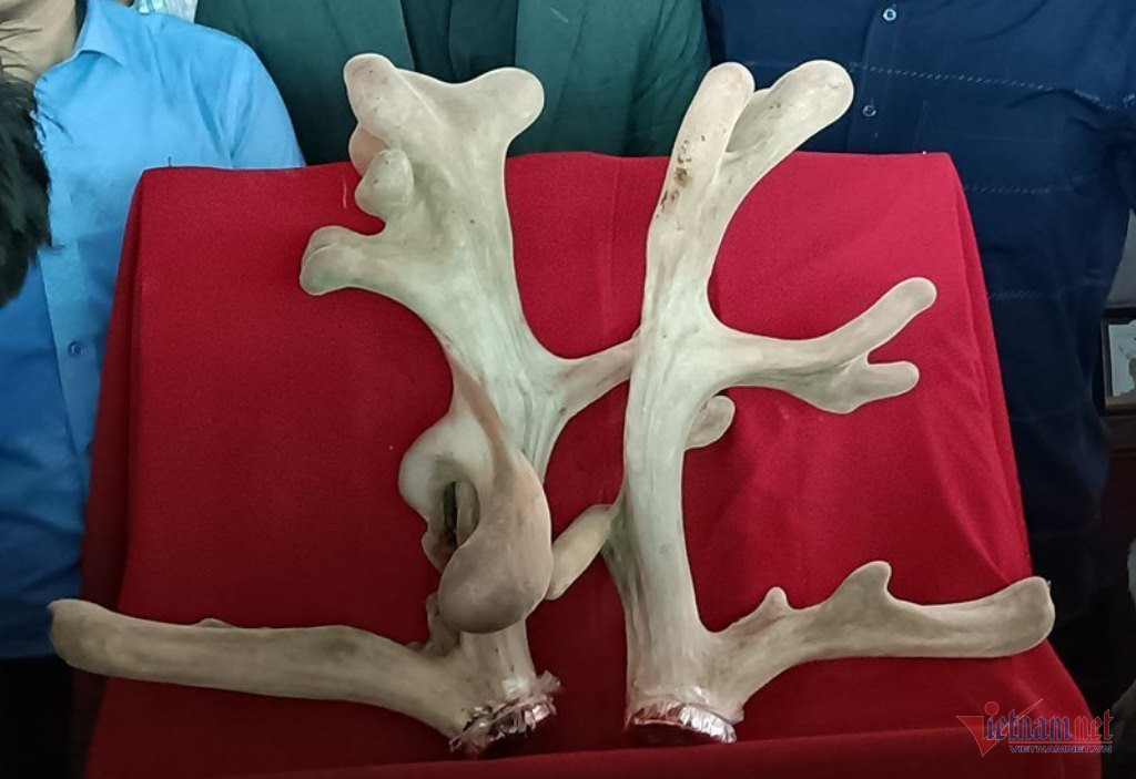 Con hươu vàng nửa tỷ ở Hà Tĩnh kiếm vài trăm triệu cho chủ mỗi năm-3