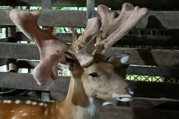Nuôi hươu lấy thần dược, huyện miền núi thu về mỗi năm hàng trăm tỷ đồng-3