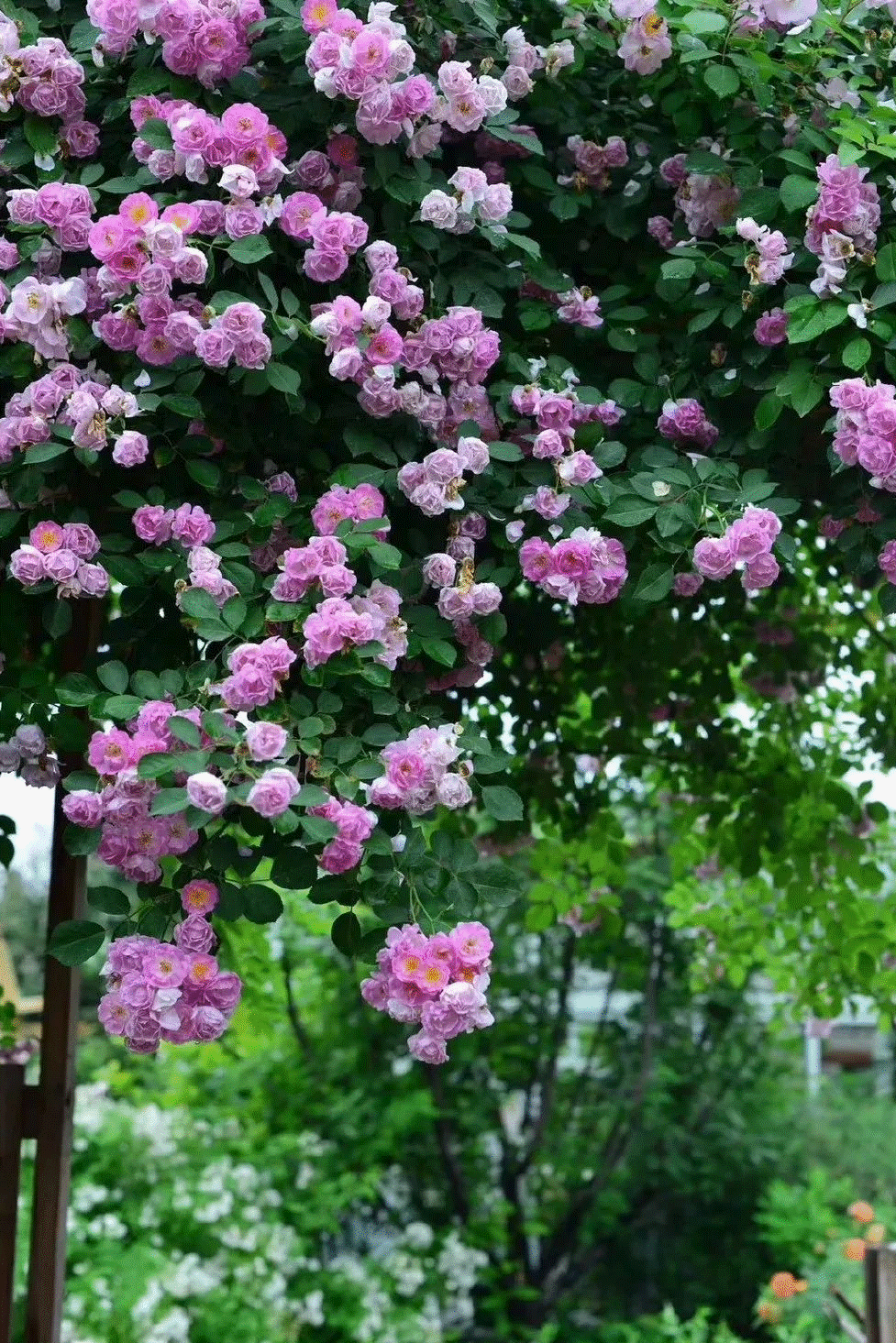 Cô gái trẻ cải tạo đất, mua giống hoa, biến sân nhà thành khu vườn đẹp lung linh-5