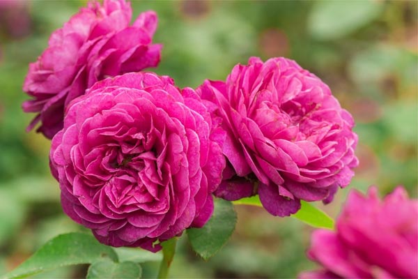 Ai sinh tháng Âm lịch này khiêm tốn, giản dị nhưng có phúc, cả đời yên ổn, làm gì cũng ra tiền-5