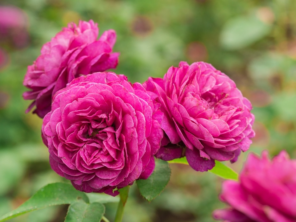 Tử vi ngày 19/4/2023: Tuổi Tỵ đừng quá tin người, tuổi Thân nhiều tin vui tới-3