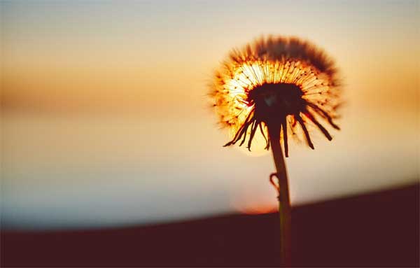 Tử vi ngày 20/4/2023: Tuổi Thìn có lối đi riêng, tuổi Hợi dễ bị lợi dụng-1