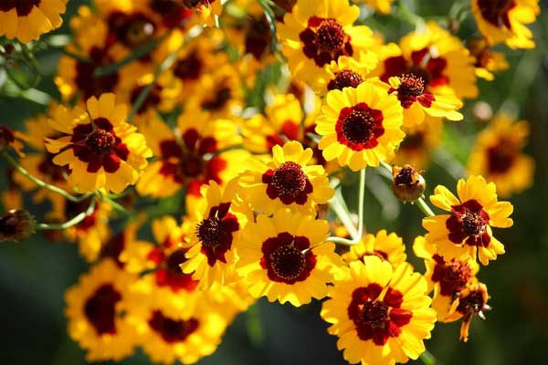 Người sinh ngày Âm lịch này gặp thiên thời, địa lợi, sự nghiệp thuận buồm xuôi gió, tiền bạc không lo-4