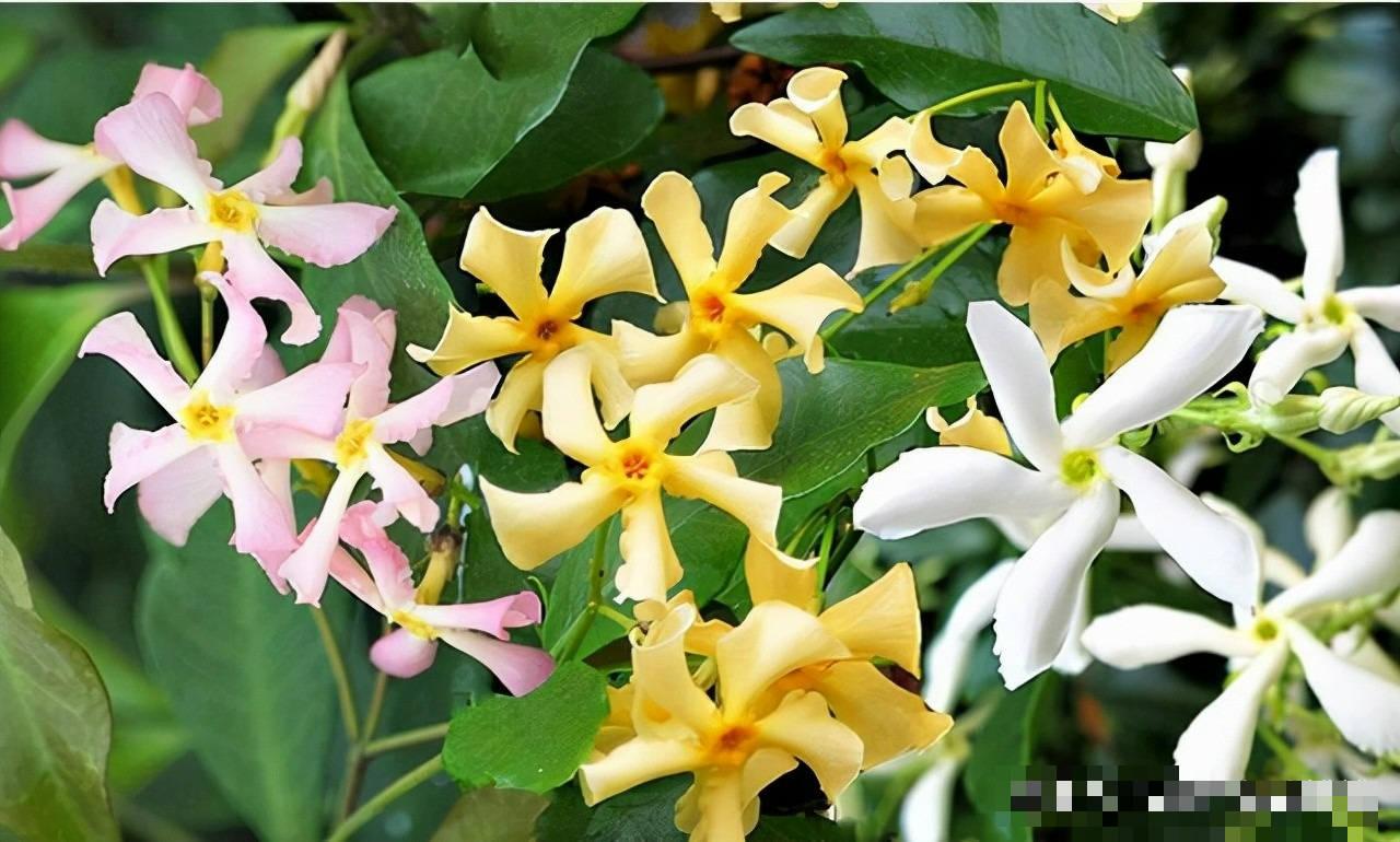 Cây cảnh dây leo bất tử, dễ làm tường hoa, nở rộ thành ngàn sao lấp lánh, thơm ngát một vùng-3