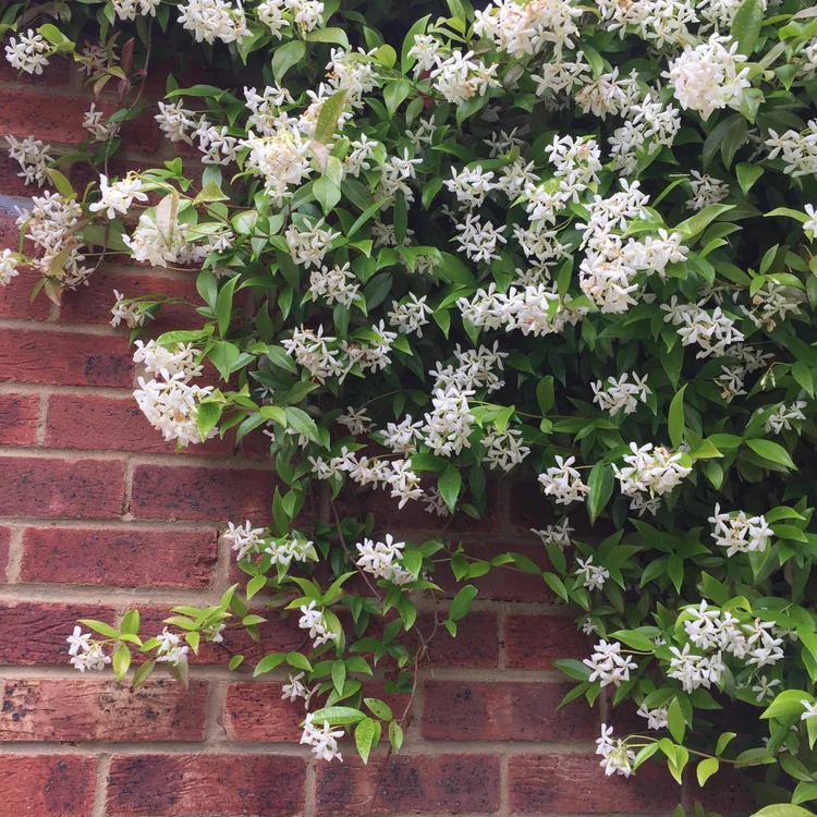 Cây cảnh dây leo bất tử, dễ làm tường hoa, nở rộ thành ngàn sao lấp lánh, thơm ngát một vùng-6