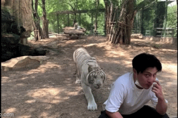 Clip: Hổ dữ phi thân vồ bé gái qua lớp cửa kính và cái kết-1