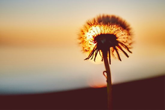 Tử vi ngày 20/4/2023: Tuổi Thìn có lối đi riêng, tuổi Hợi dễ bị lợi dụng