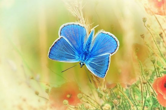 Năm 2023, 4 con giáp thực lực kinh tế không tầm thường, tháng 4 phú quý, tháng 5 dưa dả, tháng 6 sung túc