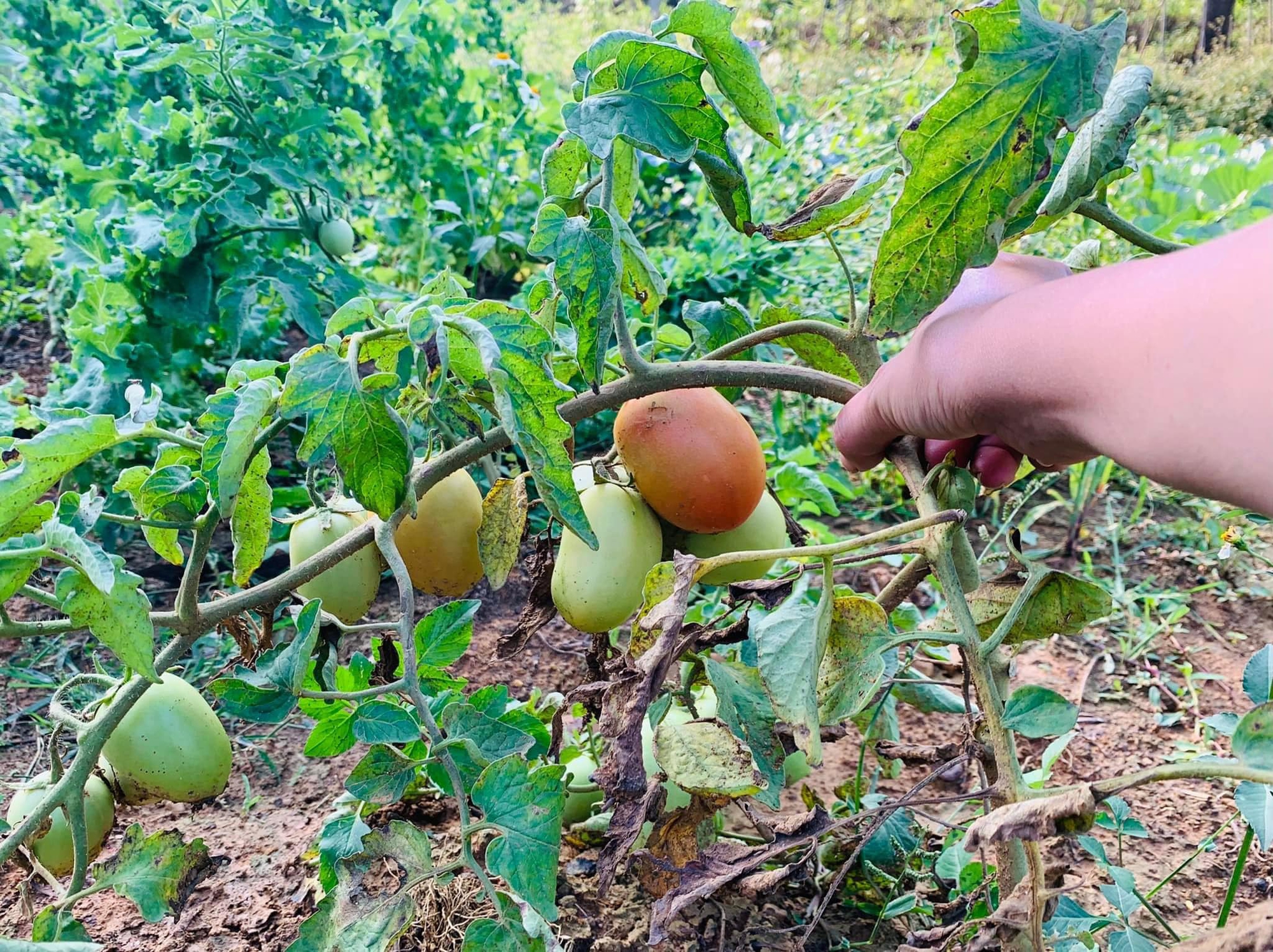 Người phụ nữ dành hơn 1 năm cải tạo ngôi nhà đá giữa thung lũng làm nơi nương náu cho tâm hồn, kết nối những đứa trẻ với thiên nhiên-21