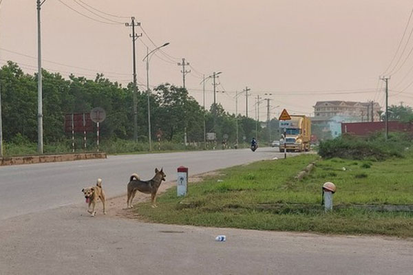 Liên tiếp 2 trẻ nhỏ tử vong vì bệnh dại-2