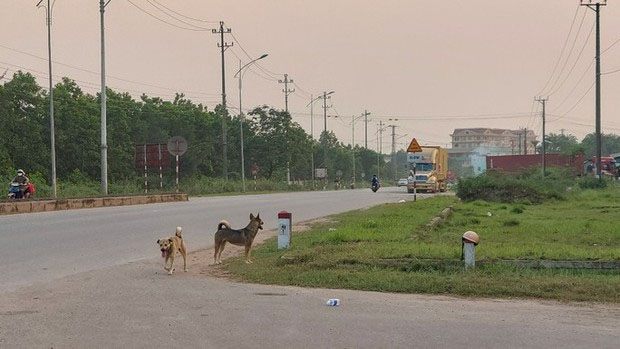 Đang đi tiêm vắc-xin phòng bệnh dại, nữ bác sĩ thú y bị chó dại tấn công-1