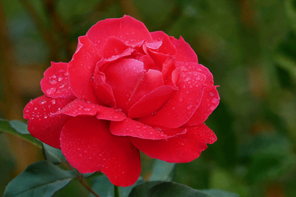 Tử vi ngày 22/4/2023 của 12 cung hoàng đạo: Bạch Dương độc đoán, Nhân Mã nóng vội-5