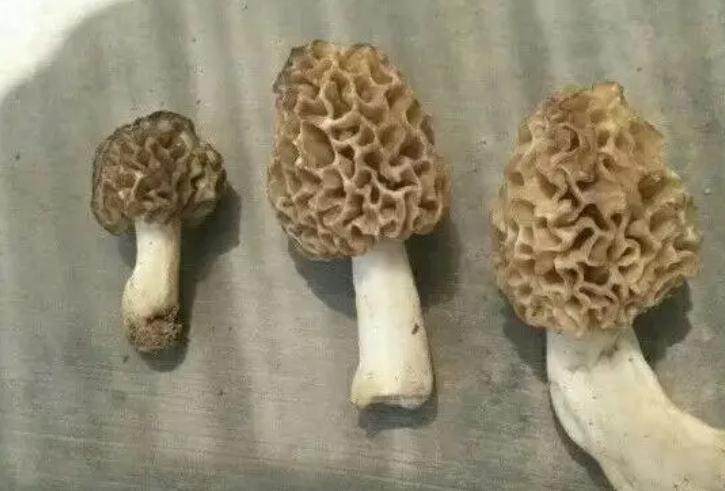 San hô” mọc trên đất, bán 1kg thu vài triệu liền tay-2