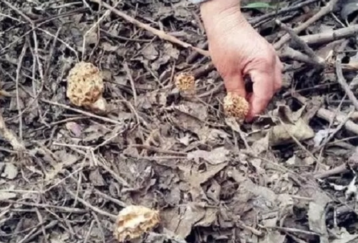 San hô” mọc trên đất, bán 1kg thu vài triệu liền tay-3