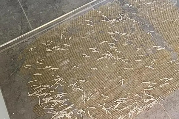 Cách nhổ sạch lông vịt và khử mùi hôi hiệu quả-3