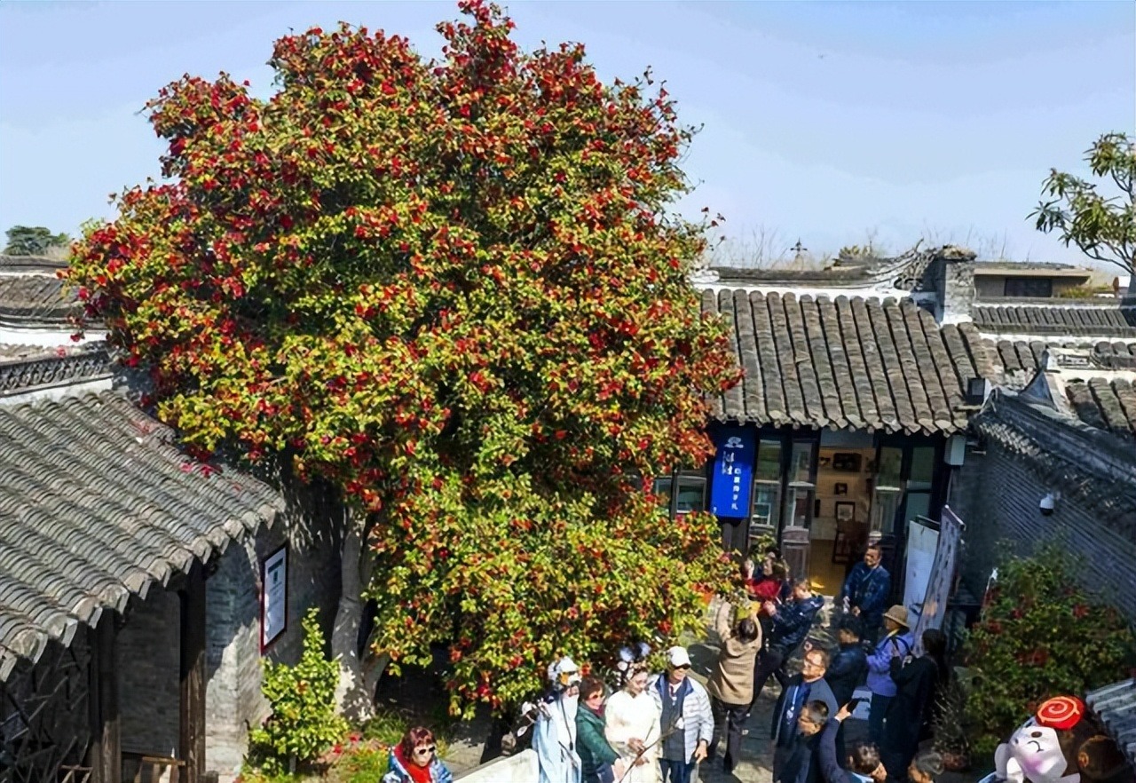 4 cây cảnh trường thọ, nở hoa rực rỡ, sống lâu trăm năm, trồng trong nhà ba đời phú quý-1