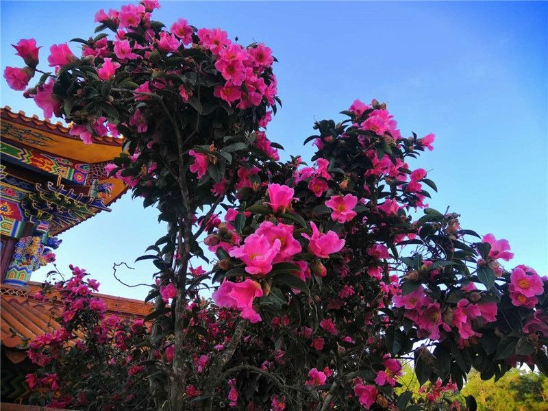 4 cây cảnh trường thọ, nở hoa rực rỡ, sống lâu trăm năm, trồng trong nhà ba đời phú quý-2