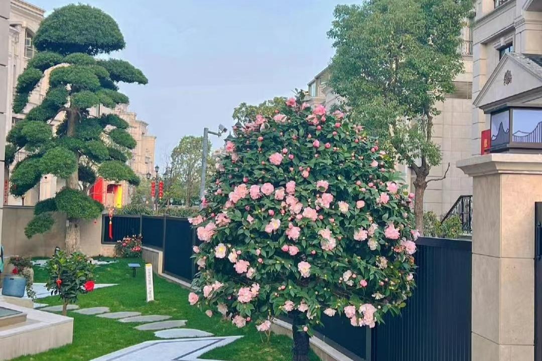 4 cây cảnh trường thọ, nở hoa rực rỡ, sống lâu trăm năm, trồng trong nhà ba đời phú quý-3