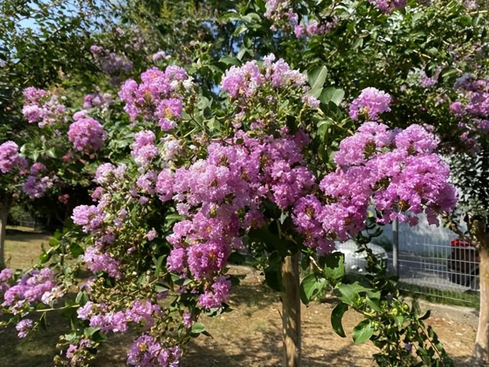 4 cây cảnh trường thọ, nở hoa rực rỡ, sống lâu trăm năm, trồng trong nhà ba đời phú quý-5