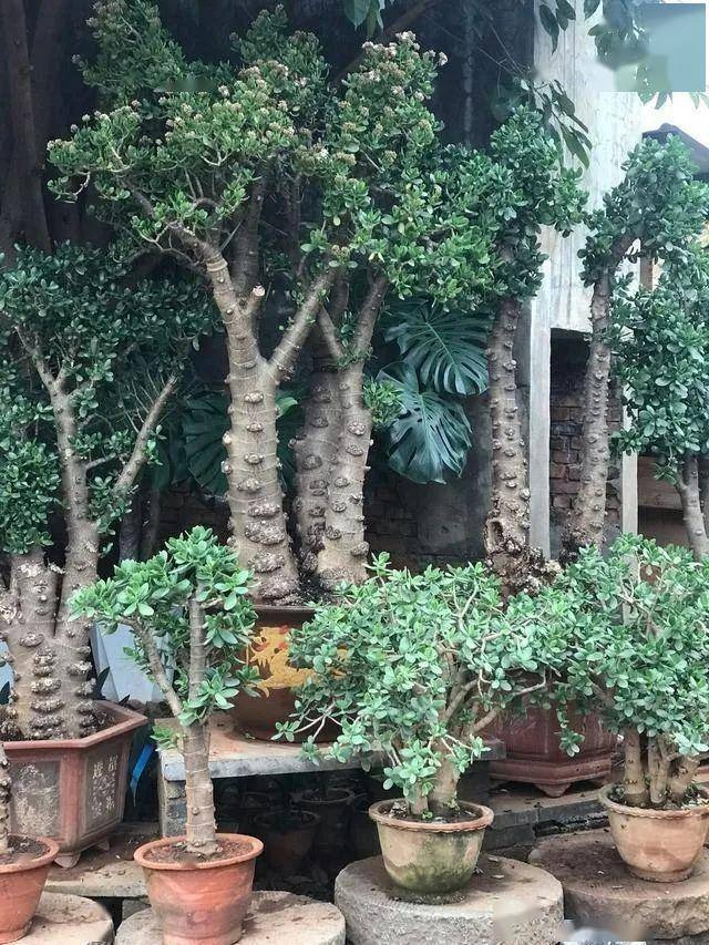 4 cây cảnh trường thọ, nở hoa rực rỡ, sống lâu trăm năm, trồng trong nhà ba đời phú quý-8