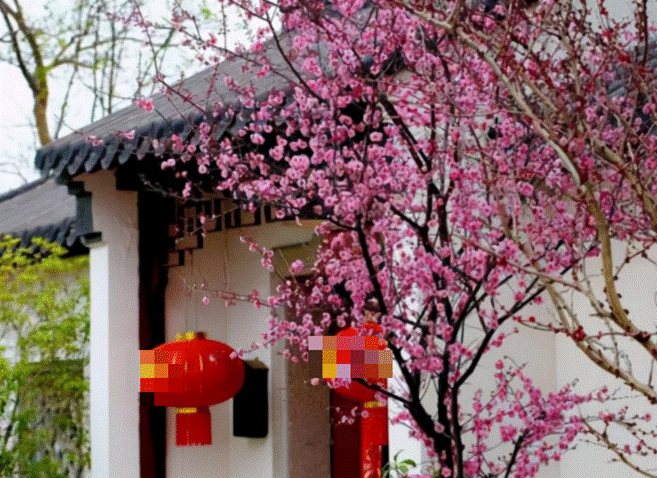 4 cây cảnh trường thọ, nở hoa rực rỡ, sống lâu trăm năm, trồng trong nhà ba đời phú quý-10