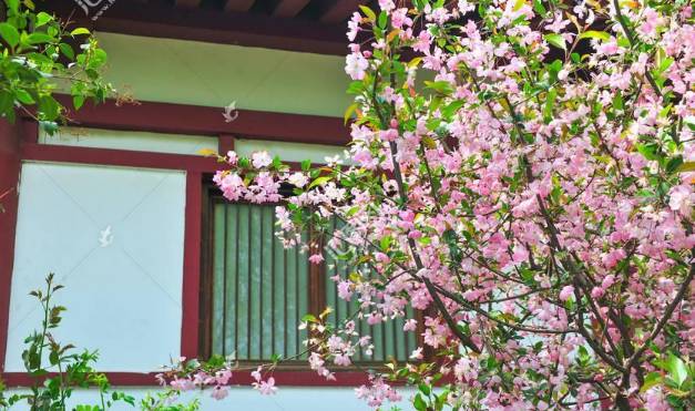 4 cây cảnh trường thọ, nở hoa rực rỡ, sống lâu trăm năm, trồng trong nhà ba đời phú quý-11