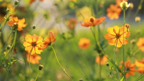 Tử vi ngày 22/4/2023: Tuổi Dần chớ có tự mãn, tuổi Mùi dễ thành nhu nhược-2