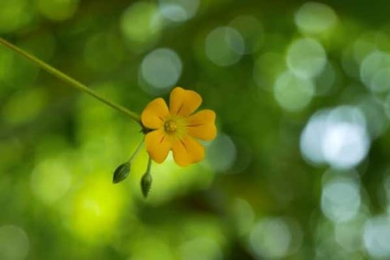 Tử vi ngày 22/4/2023: Tuổi Dần chớ có tự mãn, tuổi Mùi dễ thành nhu nhược