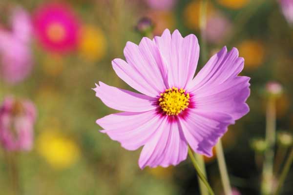 Nửa tháng tới, 3 con giáp chăm chỉ, có năng lực, công việc may mắn, thành công không nhỏ-1