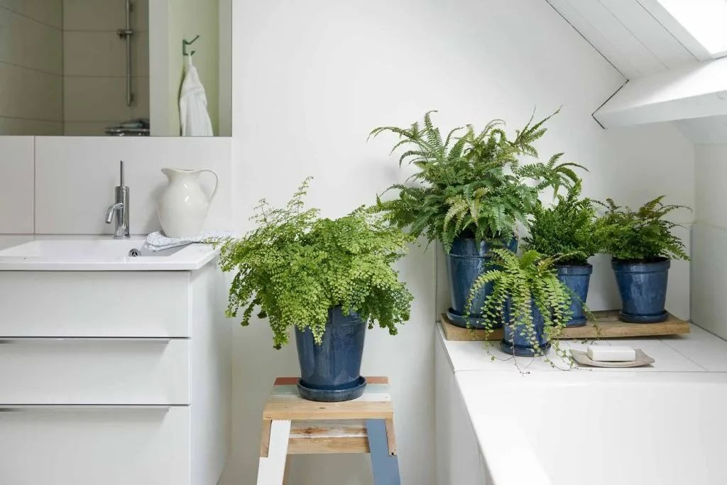 6 cây cảnh đánh bay mùi hôi, trồng trong phòng tắm tươi đẹp, tốt cho sức khỏe-3